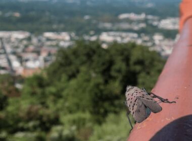 Lanternfly